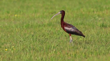Glossy Ibis