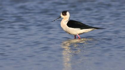 Black-winged Stilt