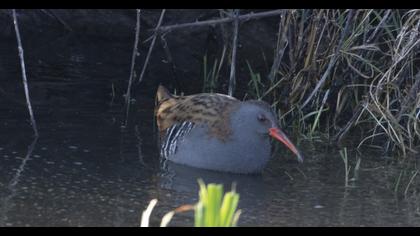 Water Rail