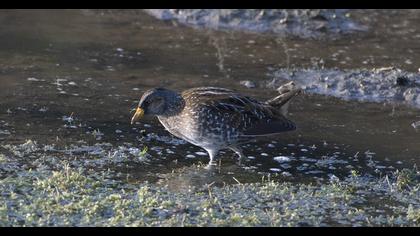 Spotted Crake