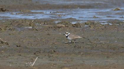 Little Ringed Plover