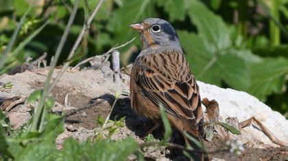 Cretzschmar`s Bunting