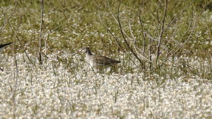 Spotted Redshank