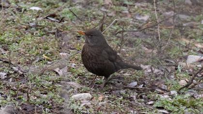 Common Blackbird