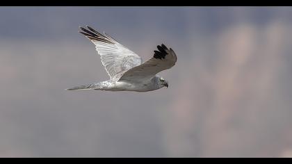 Pallid Harrier