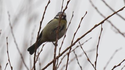 Eurasian Blue Tit