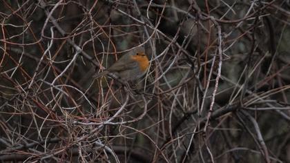 European Robin