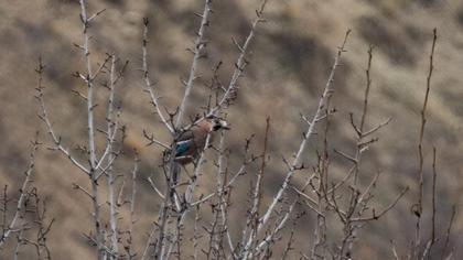 Eurasian Jay