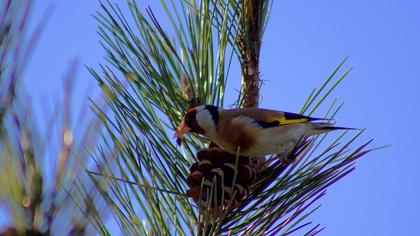 European Goldfinch
