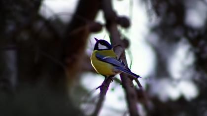 Great Tit