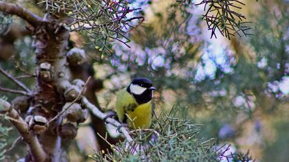 Great Tit
