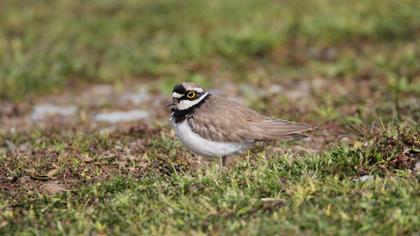 Little Ringed Plover