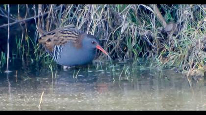 Water Rail