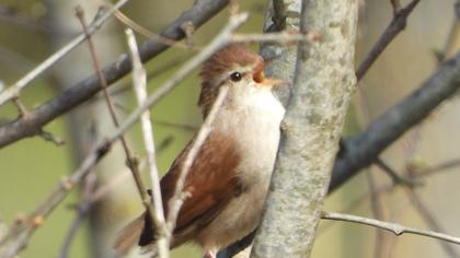 Cetti`s Warbler