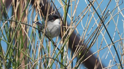 Sardinian Warbler