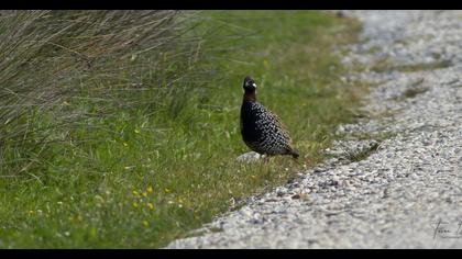 Black Francolin