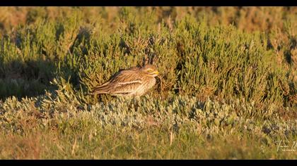 Eurasian Stone-curlew