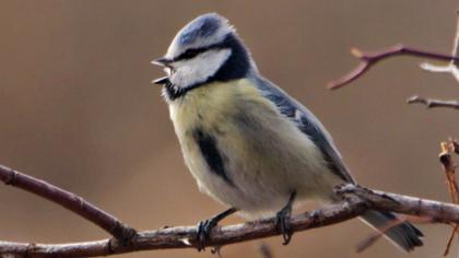 Eurasian Blue Tit
