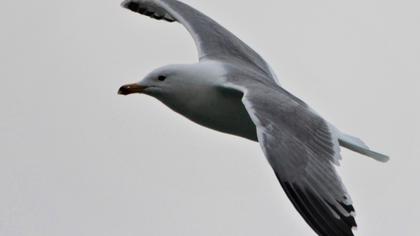 Van gölü martısı