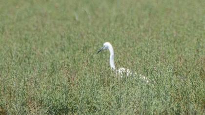 Little Egret