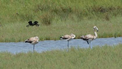 Greater Flamingo