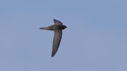 Common Swift