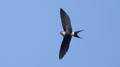 Red-rumped Swallow