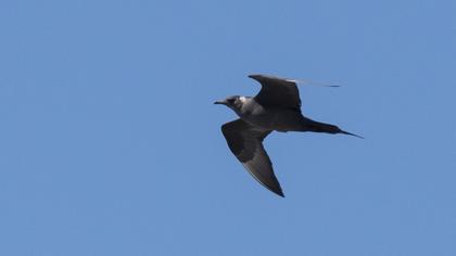 Parasitic Jaeger