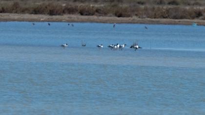 Pied Avocet