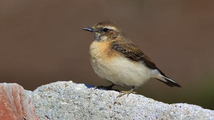 Isabelline Wheatear