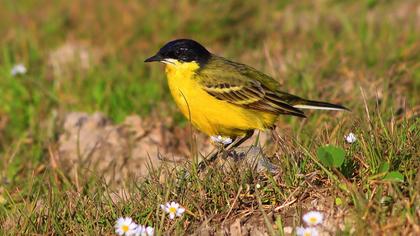 Sarı kuyruksallayan