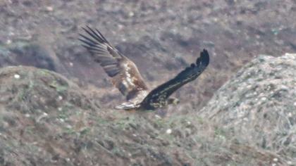 White-tailed Eagle