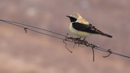 Black-eared Wheatear