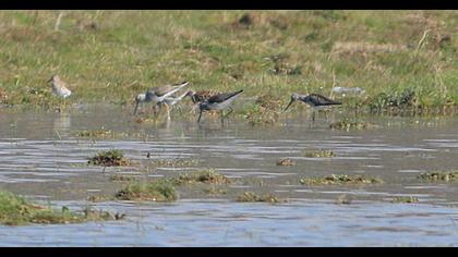 Common Greenshank