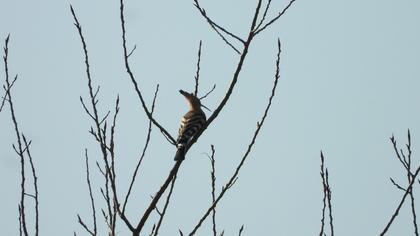 Eurasian Hoopoe