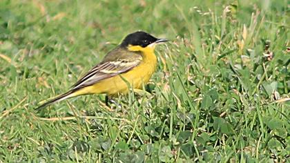 Sarı kuyruksallayan