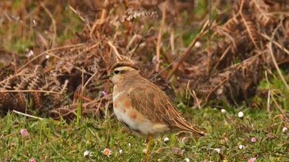 Eurasian Dotterel