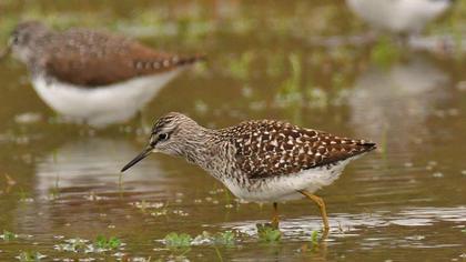 Wood Sandpiper
