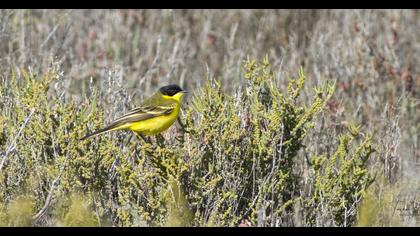 Western Yellow Wagtail