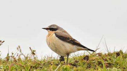 Northern Wheatear