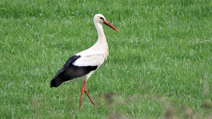 White Stork