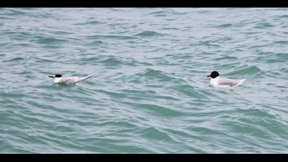 Mediterranean Gull