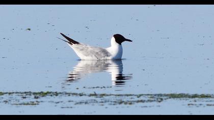 Black-headed Gull