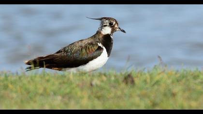 Northern Lapwing
