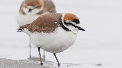 Kentish Plover