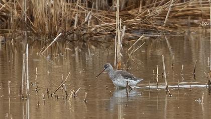 Spotted Redshank