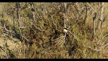 Kıbrıs kuyrukkakanı