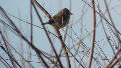 Common Whitethroat