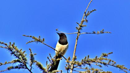 Eurasian Magpie