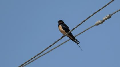Barn Swallow